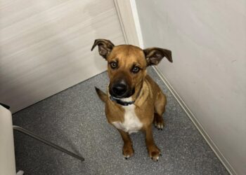 Veterinari salvano un cagnolino rifiutandosi di sopprimerlo. Ora cercano una famiglia per lui