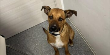 Veterinari salvano un cagnolino rifiutandosi di sopprimerlo. Ora cercano una famiglia per lui