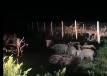 Via libera all’abbattimento dei cinghiali a Punta Aderci. «Non ci sarà nessuna mattanza»