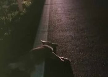 SS 16, ennesimo incidente auto-fauna selvatica: lupo muore investito, vettura danneggiata