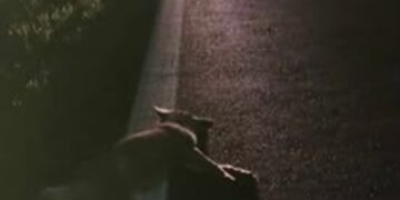 SS 16, ennesimo incidente auto-fauna selvatica: lupo muore investito, vettura danneggiata