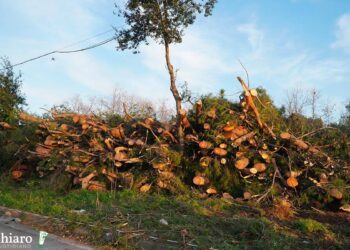 La messa in sicurezza dell’Arap, abbattute decine di alberi. «Ne saranno piantati altri»
