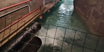 Più neve del 2024: acqua, atteso miglioramento dalle prossime settimane