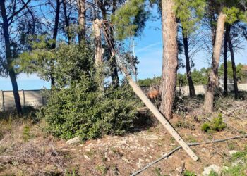 Arap, potature e nuove piante a San Salvo. Prossimi interventi su strada per Montalfano