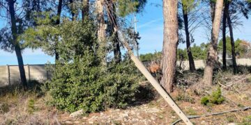 Arap, potature e nuove piante a San Salvo. Prossimi interventi su strada per Montalfano