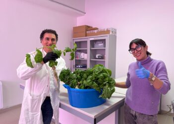Il laboratorio idroponico del Mattioli-D’Acquisto: il basilico coltivato dagli studenti diventa pesto