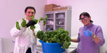 Il laboratorio idroponico del Mattioli-D’Acquisto: il basilico coltivato dagli studenti diventa pesto