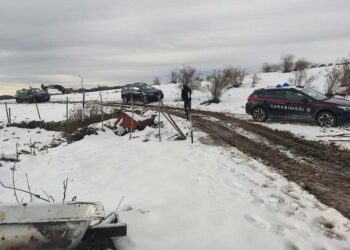 Libera mandria di bovini nonostante il sequestro, denunciato per diffusione di malattia infettiva