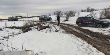 Libera mandria di bovini nonostante il sequestro, denunciato per diffusione di malattia infettiva