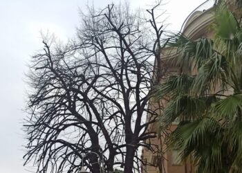 Potatura dello storico tiglio di corso Garibaldi, ecologisti: «Sia riconosciuto albero monumentale»