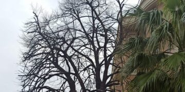 Potatura dello storico tiglio di corso Garibaldi, ecologisti: «Sia riconosciuto albero monumentale»