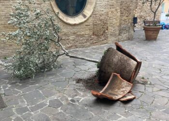 Vandali si accaniscono contro gli ulivi del centro storico