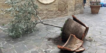 Vandali si accaniscono contro gli ulivi del centro storico