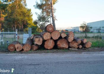 Il disboscamento della zona industriale, «Quegli alberi erano pericolosi. Ora nuove piante più basse»