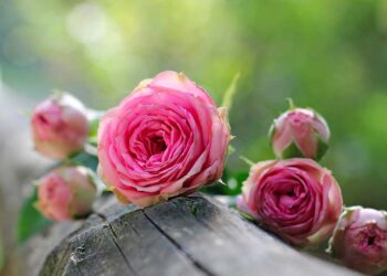 A San Salvo torna il “Marzo rosa”: primo appuntamento con “#Essereoltre”