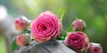 A San Salvo torna il “Marzo rosa”: primo appuntamento con “#Essereoltre”