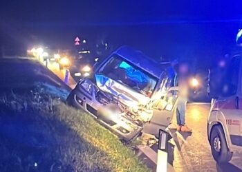 Cinghiale attraversa la SS16, due feriti e due auto danneggiate