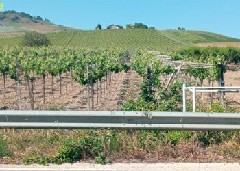 Fotovoltaico su terreni agricoli, il progetto della Juwi per produrre 18 MW a ridosso del Treste