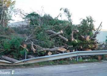 Bolognese e Travaglini: «A San Salvo si adotti il Regolamento del verde urbano»