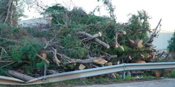 Bolognese e Travaglini: «A San Salvo si adotti il Regolamento del verde urbano»