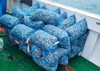 Imbarcazione scoperta con 165 chili di vongole “in eccesso”: sequestri e multa di 2mila euro