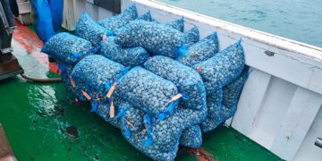 Imbarcazione scoperta con 165 chili di vongole “in eccesso”: sequestri e multa di 2mila euro