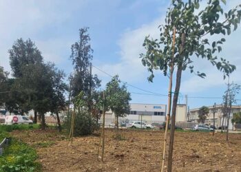 Nella zona industriale di San Salvo è iniziata la ripiantumazione di alberi