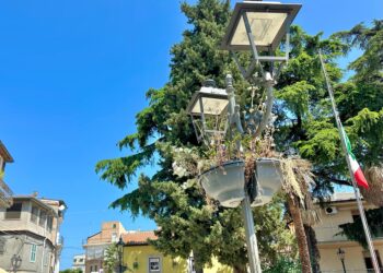 Manutenzione assente, a San Salvo vasi di erbacce pendenti al posto dei fiori