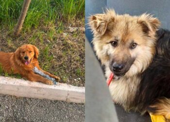 Oltre la metà dei cani adottati, nessuno trasferito: il Comune rinegozia l’affidamento del servizio