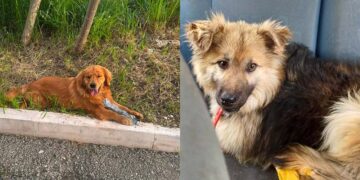 Oltre la metà dei cani adottati, nessuno trasferito: il Comune rinegozia l’affidamento del servizio