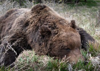Orso trovato morto nel Parco nazionale d’Abruzzo, controlli coi cani antiveleno