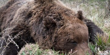 Orso trovato morto nel Parco nazionale d’Abruzzo, controlli coi cani antiveleno