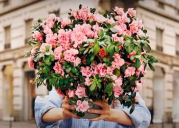 Le “Azalee della ricerca” Airc tornano nelle piazze del Vastese per la Festa della Mamma