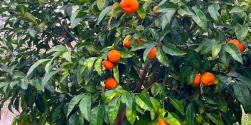 Promozione di filiera corta e km 0, l’avviso pubblico del Gal Costa dei Trabocchi