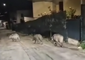 Mentre rientra a casa trova i cinghiali per strada: ungulati passeggiano per il centro di Casalbordino