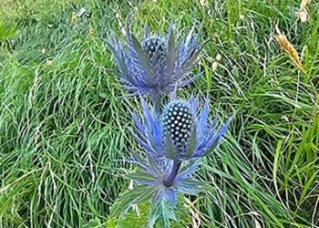 Scoperto rarissimo Eringio alpino nel Parco del Gran Sasso, salgono a 2.679 le specie censite