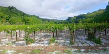 Grandina sui vigneti della provincia di Chieti, Coldiretti: «Danno all’80% del raccolto»