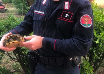 Tartaruga dalle orecchie rosse trovata in spiagga a Vasto Marina: «È una specie invasiva»
