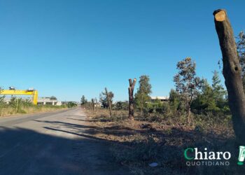 Disboscamento della zona industriale, viale Belgio “liberato” dagli alberi ad alto fusto