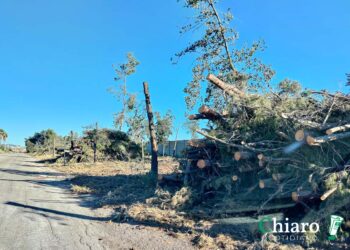 Disboscamento della zona industriale, viale Belgio “liberato” dagli alberi ad alto fusto