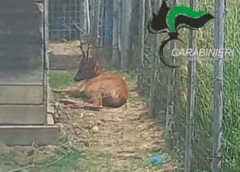 Catturano un capriolo e pubblicano il video sui social, due denunciati a San Giovanni Teatino