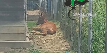 Catturano un capriolo e pubblicano il video sui social, due denunciati a San Giovanni Teatino