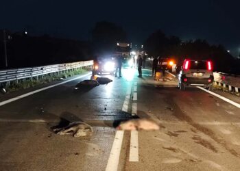Auto investono branco di cinghiali sulla SS 650 “Trignina”: danni ai veicoli, almeno 7 ungulati morti