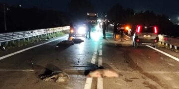 Auto investono branco di cinghiali sulla SS 650 “Trignina”: danni ai veicoli, almeno 7 ungulati morti