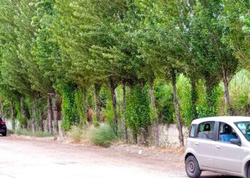 Erbacce e alto rischio incendi accanto alla ferrovia: l’allarme dei  residenti di via Fellini