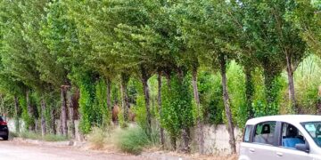 Erbacce e alto rischio incendi accanto alla ferrovia: l’allarme dei  residenti di via Fellini