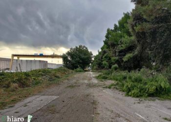 Anche gli alberi di viale Belgio saranno tagliati per ragioni di sicurezza