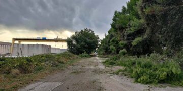 Anche gli alberi di viale Belgio saranno tagliati per ragioni di sicurezza