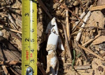 A Punta Penna torna a nidificare la “Caretta caretta”, uova predate dalle volpi