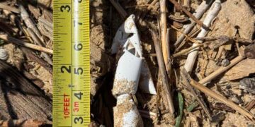 A Punta Penna torna a nidificare la “Caretta caretta”, uova predate dalle volpi